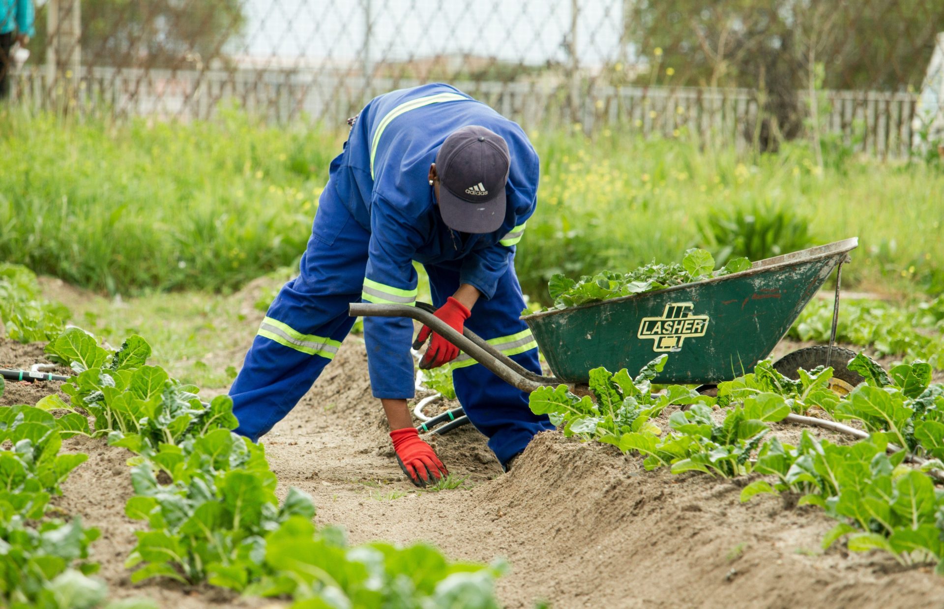 Mann, der mit roten Gartenhandschuhen nach grünem Gras greift